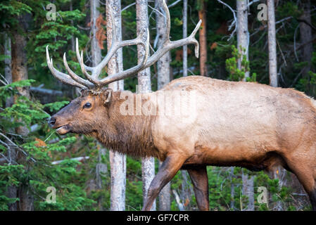 Bull Elk walking through a lush green forest in Yellowstone National Park Stock Photo