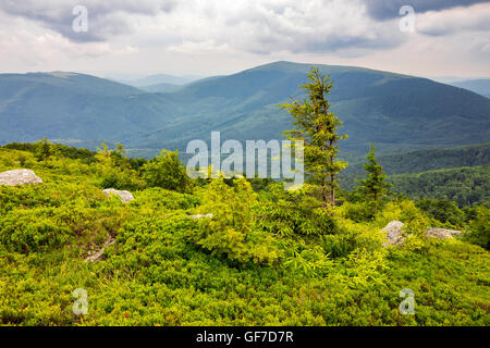 lonely conifer tree and stone on the edge of hillside with path in the grass on top of high mountain range Stock Photo