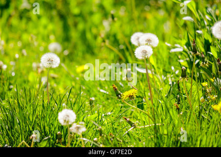 white dandelion on green grass blurry background in park Stock Photo