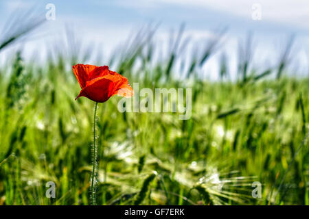 one big red poppy flower in the green wheat field in summer Stock Photo
