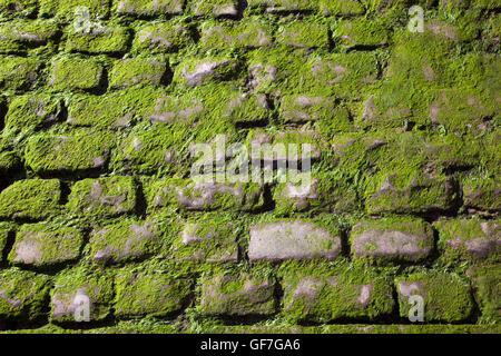 Cobblestone overgrown with algae Stock Photo