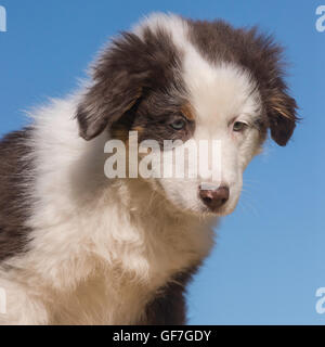 Eight-week-old  Red Tri Australian shepherd dog, puppy