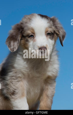 Eight-week-old  Red merle Australian shepherd dog, puppy Stock Photo
