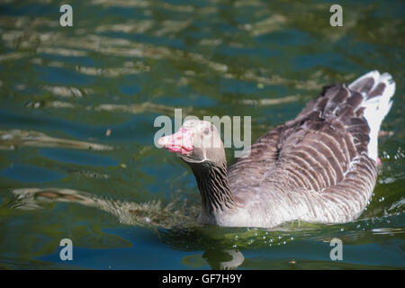 Greylag goose(Anser anser)