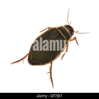 Great Diving Beetle - Dytiscus marginalis Stock Photo