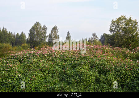 Impatiens glandulifera, Himalayan Balsam flowers