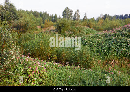 Impatiens glandulifera, Himalayan Balsam flowers