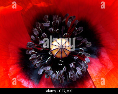Close up of a red poppy - Italy Stock Photo