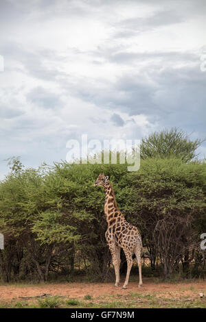 Giraffe at Okonjima Reserve in Namibia Stock Photo