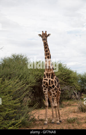 Giraffe at Okonjima Reserve in Namibia Stock Photo