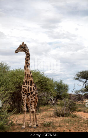 Giraffe at Okonjima Reserve in Namibia Stock Photo