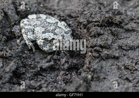 Gray Tree Frog Sitting In A Boot Print on a muddy trail Stock Photo