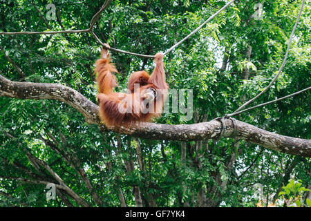 Orangutan swinging on a rope in Singapore zoo. Stock Photo