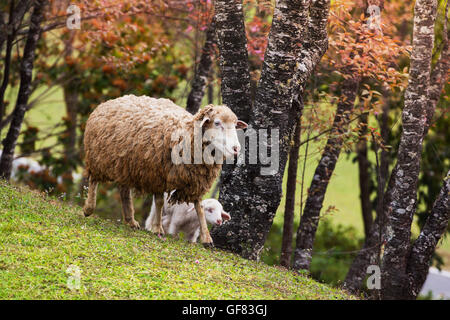 Mother and Lamb sheep walking on grass field Stock Photo