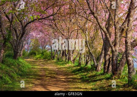 cherry blossom pink sakura in Thailand with colorful leaves and a footpath leading into the scene Stock Photo