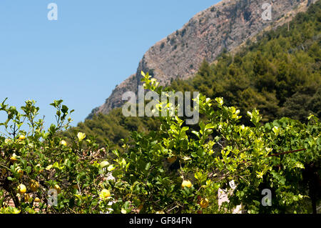 lemons on the branches Stock Photo