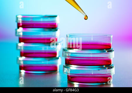 Allergy research in the laboratory, petri dish and pipette Stock Photo