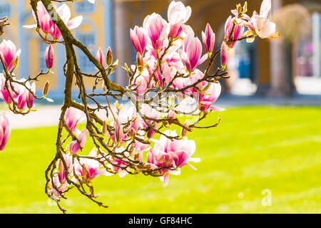 Magnolia flowers. Blooming magnolia tree in the spring Stock Photo