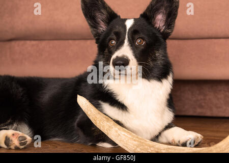 Dog breed Welsh Corgi Cardigan Stock Photo