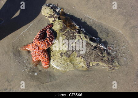 Starfish on the beach Stock Photo