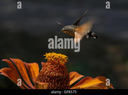 hawk moth flying over zinnia flower Stock Photo