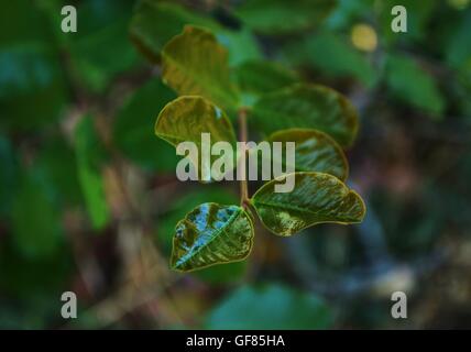 Young carob tree leaves glisten in the early morning light. Stock Photo