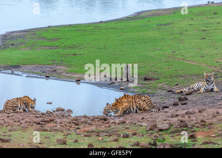 Tigress siblings drinking water at Telia lake Tadoba forest, India. ( Panthera Tigris ) Stock Photo
