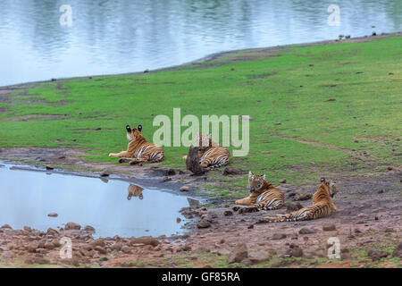 Tigress siblings resting at the bank of Telia lake Tadoba forest, India. ( Panthera Tigris ) Stock Photo