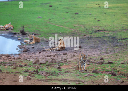Tigress siblings resting at the bank of Telia lake Tadoba forest, India. ( Panthera Tigris ) Stock Photo