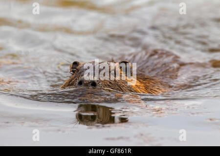 Coypu / river rat / nutria (Myocastor coypus) native to South America swimming in lake Stock Photo