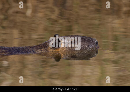 Coypu / river rat / nutria (Myocastor coypus) native to South America swimming in pond Stock Photo