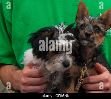 Doggies at Berlin Maryland Spring festival Stock Photo
