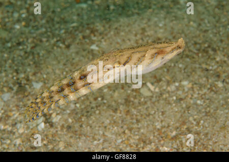 Blue-lined octopus, Hapalochlaena fasciata at Pipeline, Nelson Bay, New South Wales, Australia. Depth: 10.3 m. Stock Photo