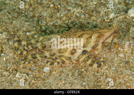 Blue-lined octopus, Hapalochlaena fasciata at Pipeline, Nelson Bay, New South Wales, Australia. Depth: 10.3 m. Stock Photo