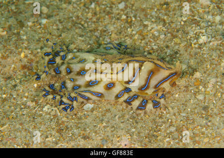 Blue-lined octopus, Hapalochlaena fasciata at Pipeline, Nelson Bay, New South Wales, Australia. Depth: 10.2 m. Stock Photo