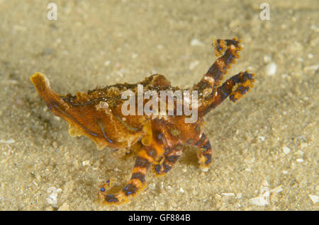 Blue-lined octopus, Hapalochlaena fasciata at Silver Beach Baths, Kurnell, New South Wales, Australia. Depth: 2 m. Stock Photo