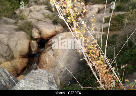 Climbing sundew (Drosera sp.) beside rocky creek, Kalamunda, Darling Scarp, Perth Hills, Western Australia
