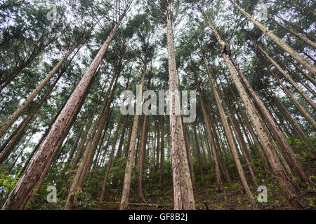Managed Japanese cedar forest, Hinohara Village, Tokyo, Japan Stock Photo