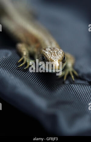Lizard short tail. Regeneration and recovery after injury Stock Photo ...