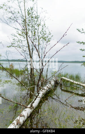 Beautiful scenery wetland lakes in the natural park Vepsian forest. Stock Photo