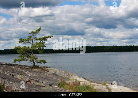 A Tree in on a island on the archipelago of Stockholm. A lonely tree growing on a rock in the archipelago of Stockholm.