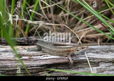 Common or viviparous lizard (Zootoca vivipara). This individual is carrying ticks near the base of the front limb.