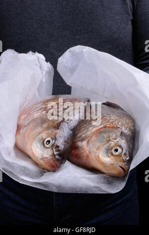 Freshwater fish crucian carp on a white background. Fish crucian carp.  Fishing catch. Fisherman's trophy. Fishing food. White background. Carp  family Stock Photo - Alamy