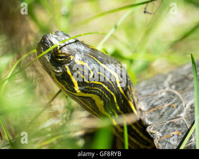 A Western painted turtle (Chrysemys picta bellii), in captivity, at the Calgary Zoo in Calgary, Alberta, Canada. Stock Photo