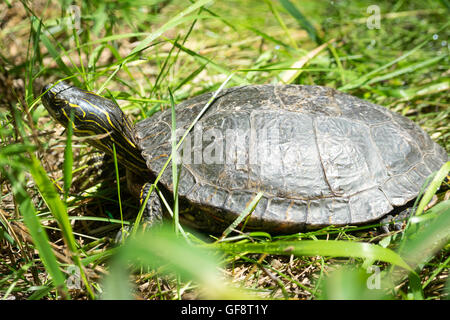 A Western painted turtle (Chrysemys picta bellii), in captivity, at the Calgary Zoo in Calgary, Alberta, Canada. Stock Photo