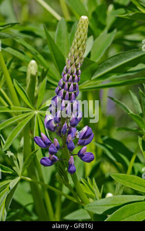 Wild Blue Lupin, Val Mare, Stelvio National Park, Italy Stock Photo