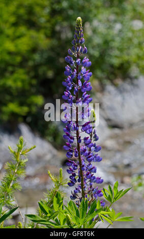 Wild Blue Lupin, Val Mare, Stelvio National Park, Italy Stock Photo