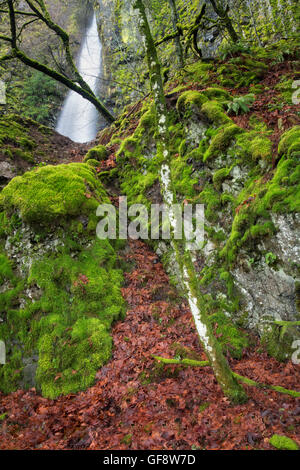 Cabin Creek Falls with moss covered rocks and trees. Columbia River Gorge National Scenic Area, Oregon Stock Photo