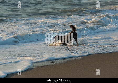 Beautiful black cocker spaniel playing with ball on sand beach Stock Photo