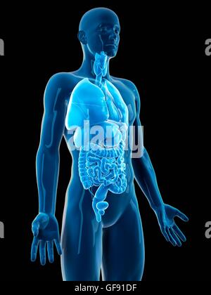 3d rendered illustration - human brain Stock Photo - Alamy